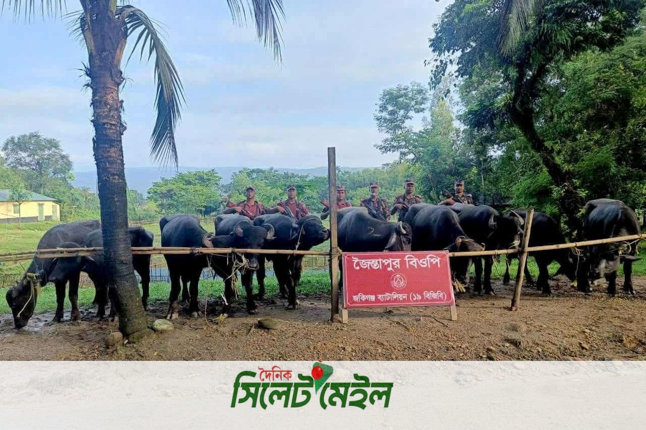 জৈন্তাপুরে বিজিবির অভিযানে ১৮ লাখ টাকার ভারতীয় মহিষ আটক