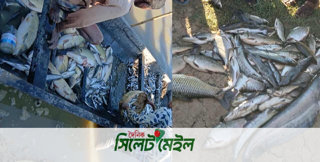 ইউএনও–ডিসির জরুরি সভা: হাওরখাল বিলে লুট বন্ধে কমিটি গঠন, মামলা