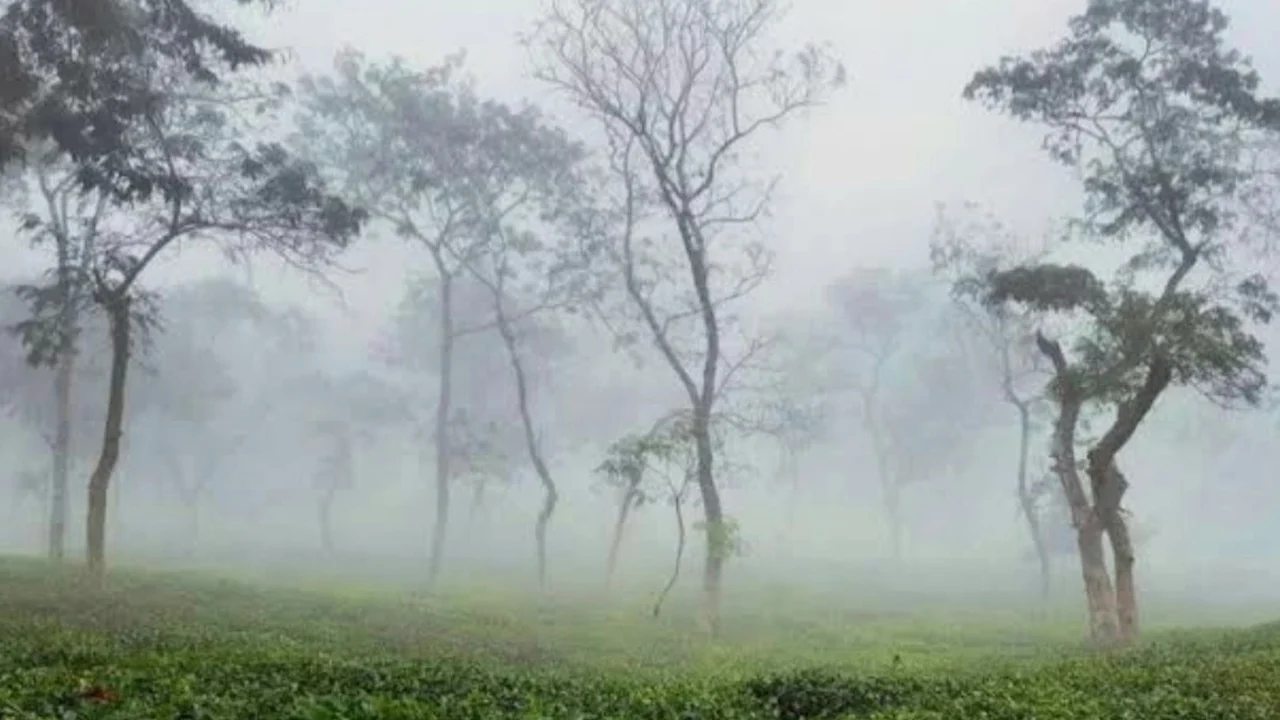 শ্রীমঙ্গলে বেড়েছে তীব্র শীতের প্রকোপ, তাপমাত্রা ১১.৭ ডিগ্রি