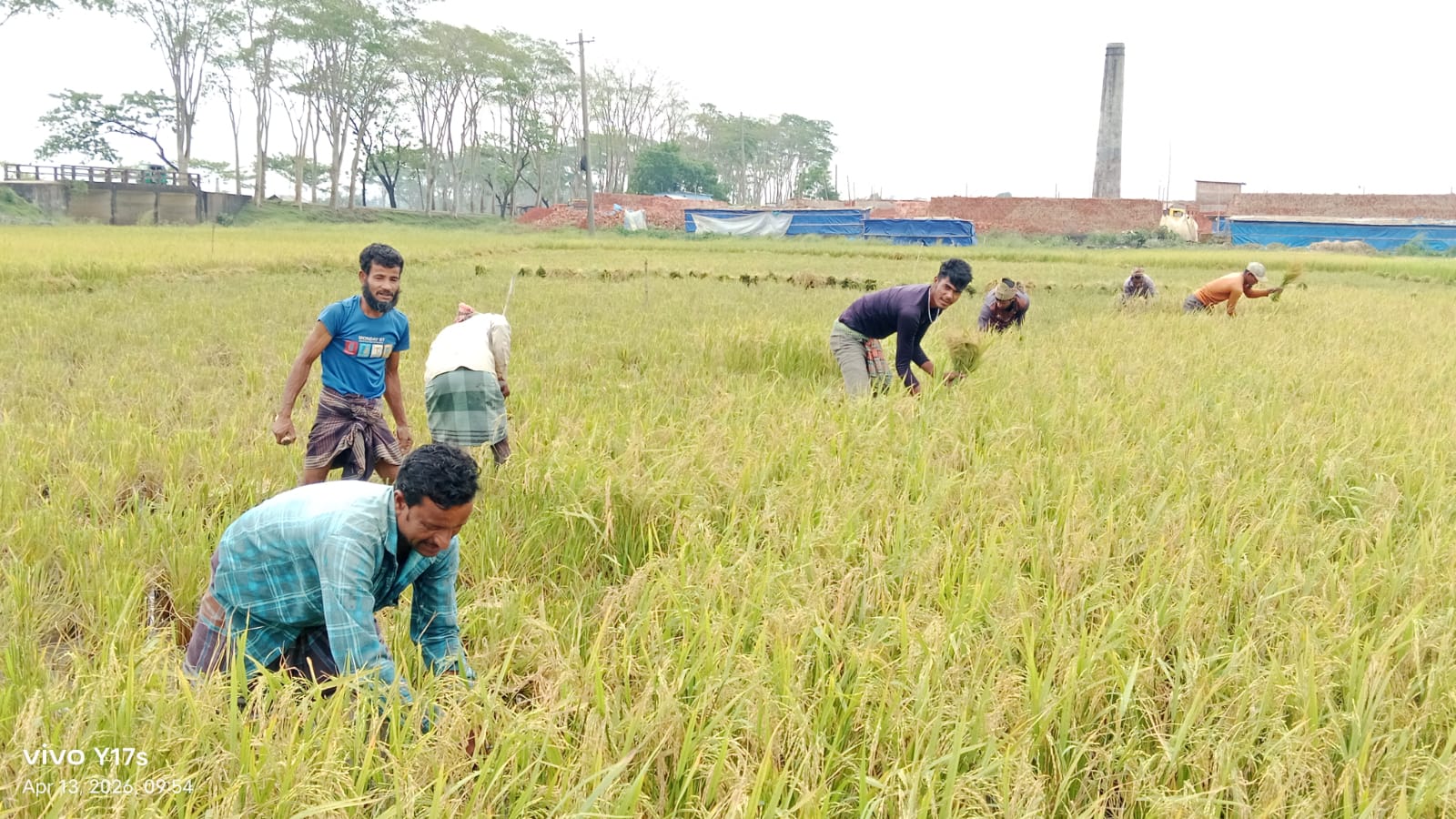 গোয়াইনঘাটে সোনালী ফসল বোরোধান কাটা শুরু