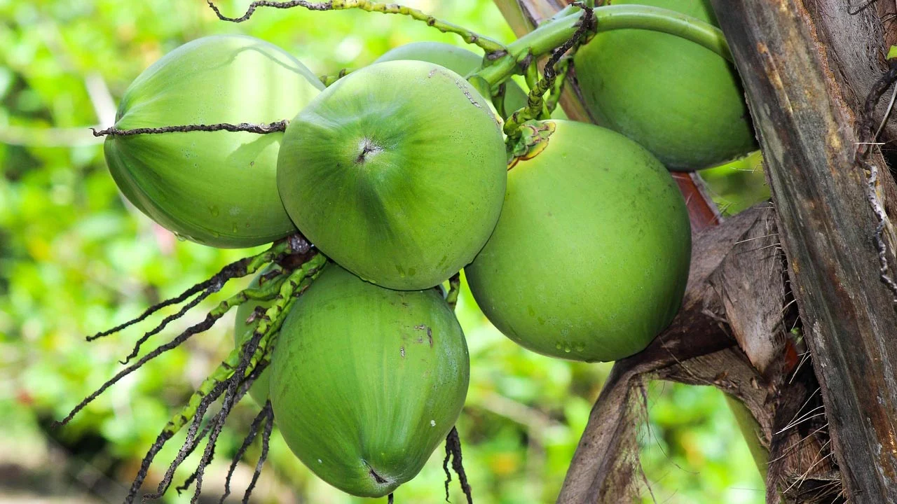 ৩০ দিন ধরে ডাবের পানি পান করলে শরীরে যা ঘটে